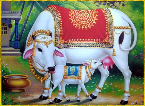 Indian Cow Photo, Kamadenu Cow Images, Krishna With Cow Paintings, Kamdhenu Cow Painting, Cow With Calf, Krishna With Cow, साईं बाबा, Cow Photography, Pichwai Art