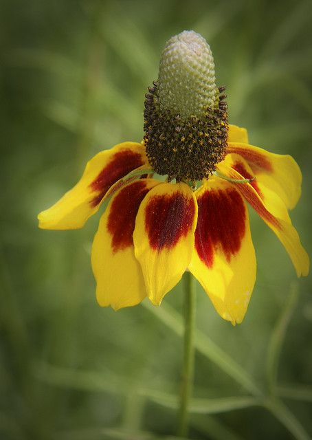 Mexican Hat is the name of this Texas wildflower Mexican Hat Flower, Texas Wildflowers, Texas Plants, Texas Native Plants, Mexican Hat, Making Plant Pots, Perennial Garden, Butterfly Garden, Flower Lover