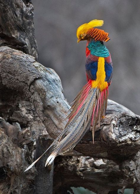 🔥 Ornamental Pheasant 🔥 : NatureIsFuckingLit Golden Pheasant, Bird Sitting, Colourful Birds, Birds Beautiful, Most Beautiful Birds, Amazing Birds, Rare Birds, Birds And Butterflies, Colorful Bird