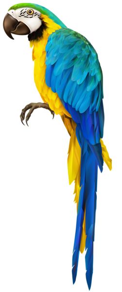 Parrot Transparent Clip Art Image Parrot Images, Parrot Clipart, Blue Gold Macaw, Parrot Painting, Red Background Images, Parrots Art, Pink Background Images, Blur Photo Background, Photo Background Images Hd