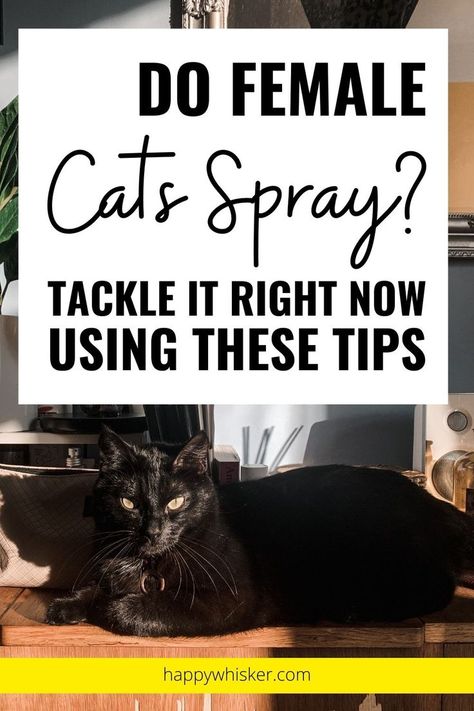 Do Female Cats Spray? Tackle It Right Now Using These Tips Female Cat, Cat Spray, What To Use, Oh Yes, Stop It, What You Can Do, Cat Lady, You Can Do, Did You Know