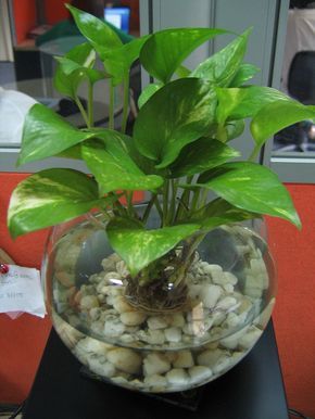 Fishbowl Plant Ideas, Water Plants Indoor Decor, Fish Bowl Ideas Decorations, Fish Bowl Decor, Planted Fish Bowl, Fish Bowl Ideas, Water Plants Indoor, Plants Grown In Water, Tanaman Air