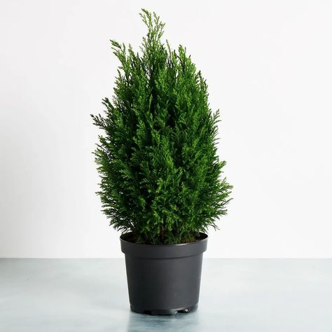 All You should know about European Cypress (mini) (European Cypress) > how to care and characteristics 🌱 PlantIn 🌿 Our best expert are here for your plants! Tree Hedge, Living Christmas Tree, Cypress Plant, Coastal Nursery, Diy Curb Appeal, Western United States, Mini Plant, Single Tree, Cypress Trees