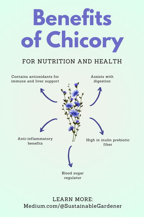 Chicory herb is a medicinal powerhouse offering an array of health benefits including liver, and gut support. Learn how to cultivate and utilize chicory for its healing properties and integrate it into your natural wellness routine. Explore the wonders of herbal medicine right in your own garden by clicking the pin picture (mobile) or the link on this pin (tablet/computer). #ChicoryHerb #BackyardMedicinalGarden Chicory Recipe, Medical Procedures, Migraine Prevention, Immune System Boosters, Tablet Computer, Wellness Routine, Wound Healing, Skin Healing, Digestion Problems