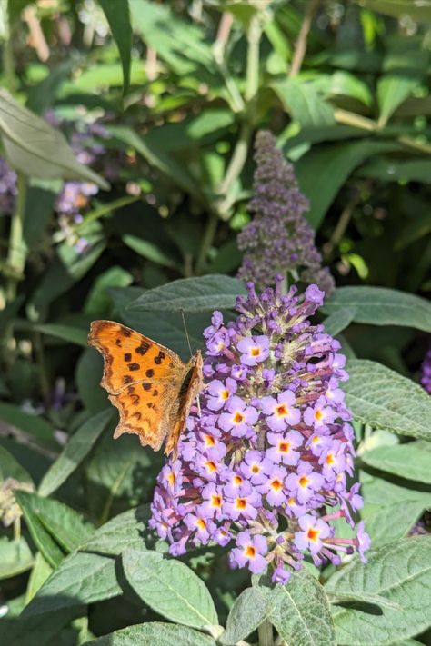 Summer is peak butterfly season, with warm sunny weather and bright colourful blooms. Create your own colourful butterfly friendly garden by planting our nectar-rich shrubs and perennials, such as Buddleja, Hebe Hebe, Lavender and many more Colourful Butterfly, Sunny Weather, Garden Centre, Colorful Butterflies, Garden Center, Planting, Perennials, Lavender, Create Your