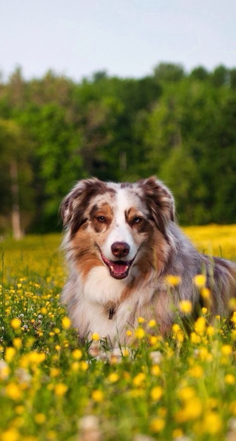 Australian Shepherd Wallpaper, Frühling Wallpaper, Dog Flowers, Unique Dog Breeds, Rare Dog Breeds, Aussie Puppies, Emotional Support Dog, Australian Shepherd Dogs, Silly Dogs