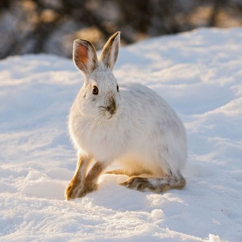 snowshoe hare Snow White Animals, Snowshoe Hare, Nursery Painting, Tattoo Wallpaper, Arctic Hare, Snow Animals, Animals Tattoo, White Animals, Wallpaper Aesthetics