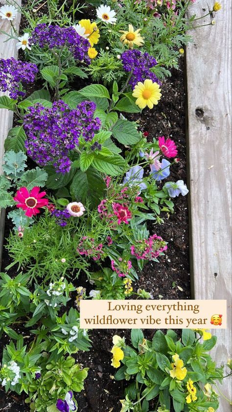 Wildflower Raised Garden Bed, Raised Bed, Garden Bed, Raised Beds, Raised Garden, In The Garden, The Garden, Wild Flowers, Bed