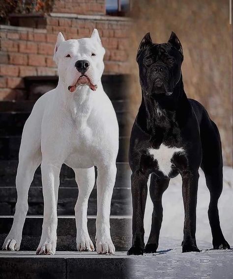 Dogs Cane Corso, Italian Mastiff Cane Corso, Cane Corso Colors, Cane Corso Breeders, Strong Dogs, Cane Corso Italian Mastiff, Italian Mastiff, Large Breed Dogs, Bully Breeds Dogs