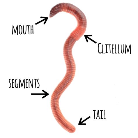 The Life Cycle of a Worm - Mindful Waste Worm Life Cycle Preschool, Life Cycle Of A Worm, Worm Life Cycle, Earthworm Anatomy, Worm Craft, Worm Facts, Worms Preschool, Anatomy For Kids, Insect Unit Study