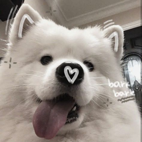 Cute Dog Wallpaper, Cute Dogs Images, Very Cute Puppies, Samoyed Dogs, Cute Small Animals, Cute Animals Puppies, Very Cute Dogs, Mia 3, Pretty Dogs