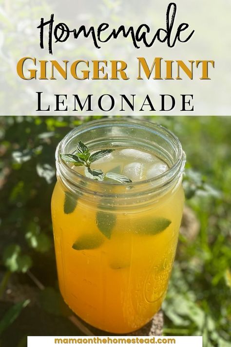 Enjoy a delicious and healthy ginger mint lemonade this summer! Check out this simple, immune boosting, garden fresh recipe! #homemadedrink #drinkrecipe #summerdrink #gardendrink #gardenrecipe #gardenfresh #freshdrink #refreshingdrink #gingerlemonade #mintlemonade #gingermintlemonade #homemade #homesteading #homesteadmama Mint Ginger Lemonade, Watermelon Ginger Lemon Juice, Juicer Lemonade Recipe, Fresh Mint Uses, Herbal Lemonade, Fresh Mint Recipes, Drinks For Energy, Mint Drinks, Mint Recipes Fresh