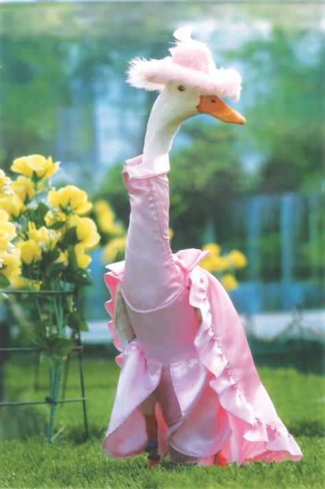 Farmer Dresses Up Ducks for Elaborate Fashion Show | Pleated-Jeans.com Easter Show, Duck Pictures, Funny Fashion, Baby Ducks, Cute Little Animals, Cuteness Overload, Pet Clothes, Ducks, Animals Beautiful