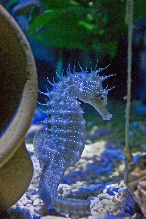 Spiny seahorse. ❦ There has been some progress in stopping over fishing and environmental damage in their ocean habitat and eco tourism the alternative support of the fishing communities ❦ Ocean Stuff, Sea Dragons, Sea Starfish, Regnul Animal, Mushroom Pictures, Fauna Marina, Sea Horses, Ocean Treasures, Beautiful Sea Creatures