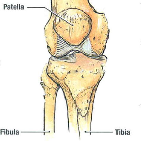 Patella Anatomy, Pelvis Bone Anatomy, Femur Bone Drawing, Bone Structure Anatomy Drawings, Knee Anatomy, Ulna Bone Diagram, Sesamoid Bone, Femur Bone, Fascia Lata