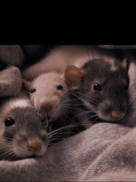 Rats Aesthetic Dark, Rat Aesthetics Dark, Mice Aesthetic, Ambrose Aesthetic, Suburban Aesthetic, Aesthetic Castle, Rat Boy, Cinderella Mice, English Project