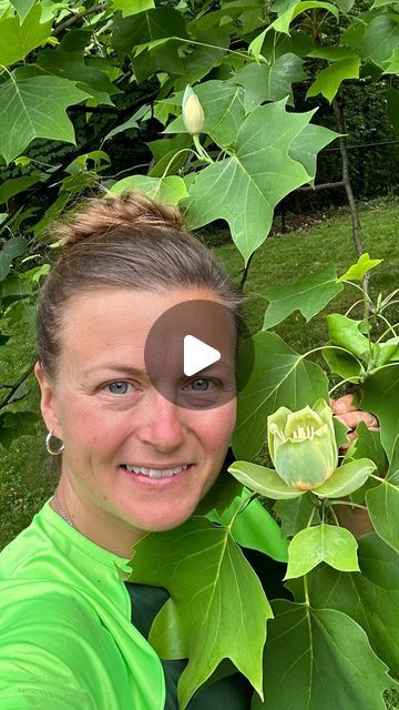 Margaret Zelenka on Instagram: "What do I like about you most? Your two lips. Tulip tree! #liriodendrontulipifera #tuliptree #nativetrees #njnativetrees #arborist #arboristsofinstagram #talltrees @arborace_treeservice" Tulip Tree, Tulip Poplar, Parrot Tulip, Tulip Poplar Tree, Liriodendron Tulipifera, Tulip Garden Kashmir, Two Lips, Arbor, Tulips