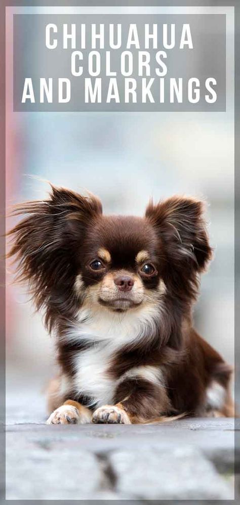 Chihuahua Colors and Markings: Find out more about all the different colorations Merle Chihuahua Long Hair, Long Haired Chihuahua Haircut, Long Haired Chihuahua Puppies, Miniature Chihuahua, Pomeranian Chihuahua Mix, Chihuahua Facts, Long Hair Chihuahua, Merle Chihuahua, Pomeranian Chihuahua