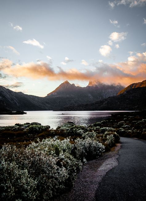 Cradle Mountain, Tasmania  There is something ethereal about Cradle Mountain.   It forms the northern end of the wild Cradle Mt-Lake St Clair National Park, part of the Tasmanian Wilderness World Heritage Area. Wild and ancient with tall beech trees, open heathlands, and gorgeous rainforest it provides the perfect backdrop for a Tasmanian Adventure. Have you been here yet?   Photo Credit 📸: Cultivate Productions  #australianjourneys Tasmania Photography, Cradle Mountain Tasmania, Magnet Art, Cradle Mountain, Traditional Tattoo Flowers, Beech Trees, Tattoo Flowers, Natural Landscapes, John Muir