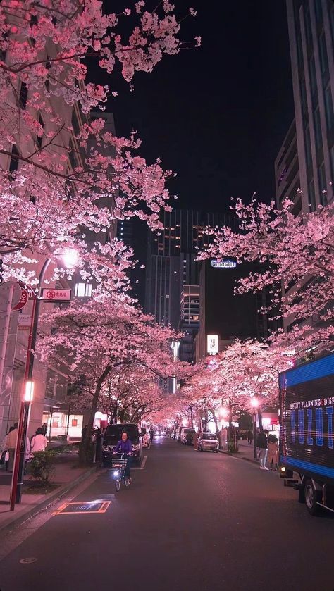 Pink Aesthetic Wallpaper Nature, Seoul Pink Aesthetic, Japan Blossom Tree, Japan Pink Trees, Seoul Wallpaper Iphone, Korea Wallpaper Aesthetic Iphone, Japan Aesthetic Wallpaper Iphone, Korea Wallpaper Iphone, Night Pink Aesthetic