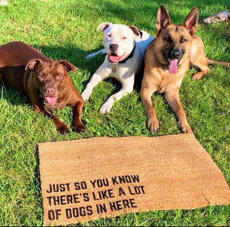 Funny outdoor dog doormat. Just so you know there’s like a lot of dogs in here doormat. Front Porch Rugs, Porch Rugs, Tile Mat, Door Mat Entryway, Mat Ideas, Dog Door Mat, Trendy Door, Funny Welcome Mat, Farmhouse Patio