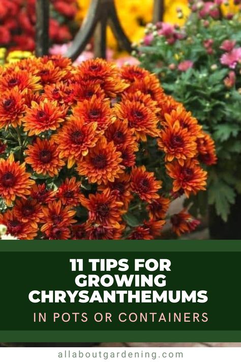 Thinking of growing chrysanthemums in pots or containers this season? Garden mums can be a welcome addition to any fall garden. In this article, gardening expert Liessa Bowen shares her top tips for beautiful blooming mums in containers or pots. Growing Chrysanthemums, Garden Mums, Flower Planting Guide, Fall Pots, Potted Mums, Companion Gardening, Garden Mum, Fall Garden, Chrysanthemum Flower