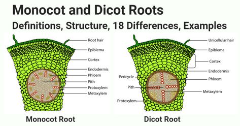 Dicot Root Diagram, Monocot Vs Dicot, Root Diagram, Microbiology Notes, Lab Decorations, Science Lab Decorations, Learn Biology, Nitrogen Fixation, Nitrogen Cycle