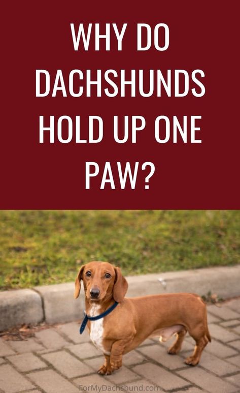 Fat Weiner Dog, Funny Dachshund Quotes, Dauchhound Puppy, Daushound Puppies, Dauchand Puppy, Daushound Dogs, Dashund Dogs, Doxies Dachshund, Dachshunds Puppies