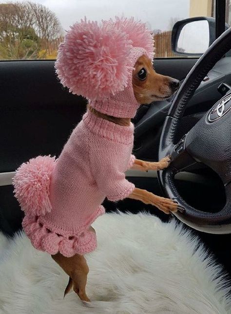 Small Dog, Wheel, Pink