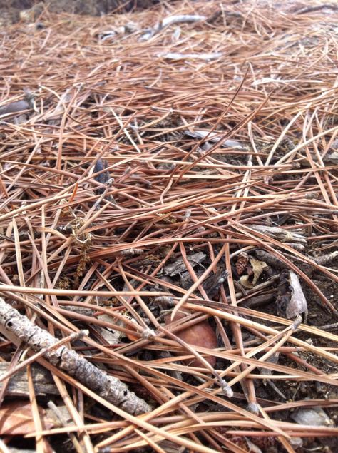 #pine #needles, #pineforest , #fall #colors #moodcolor Dried Pine Needles, Cactus Pics, Fantasy Moodboard, Plant Scenery, Temperate Forest, Fir Needles, Pond House, Cactus Pictures, Australian Trees