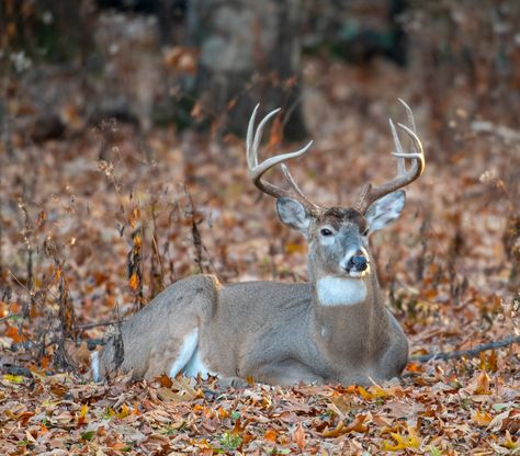 Deer Habitat, Deer Bedding, White Tailed Deer, Whitetail Hunting, Hunting Property, Hunting Deer, Wood Images, Deer Hunters, Travel Route