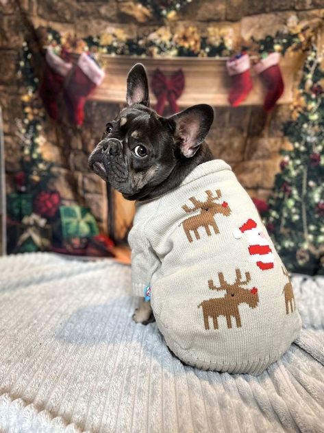 #Bulldogs #Bulldog_puppies #Puppies #bulldoglover #doglovers #pappy #dog
#merryChristmas #christmas #cute #bulldoglife #frenchBulldog #frenchpuppies #Christmas_dog Reindeers Christmas, Christmas All Year, French Bulldog Christmas, Bulldog Christmas, Santa Dog, Cute Bulldogs, English Bulldog Puppies, Cute Santa, Bulldog Lover