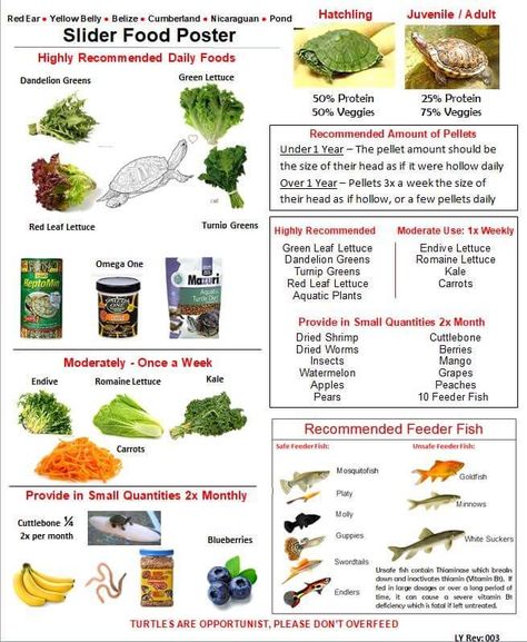 Slider feeding Slider Food, Yellow Belly Turtle, Pet Turtle Care, Red Ear Turtle, Yellow Bellied Slider, Turtle Food, Turtle Terrarium, Red Eared Slider Turtle, Turtle Facts