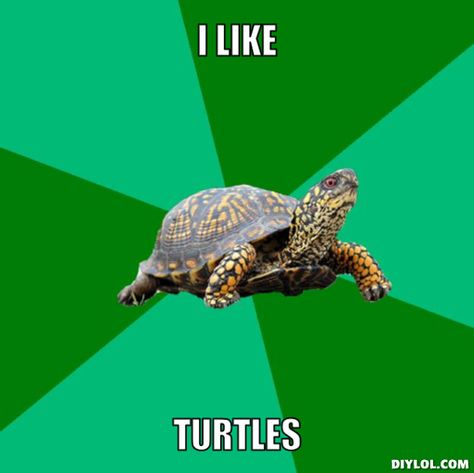 I like turtles.  #tetrafauna #reptomin #iliketurtles Hermit Quotes, Hermit Mode, Turtle Meme, Introverts Unite, Turtles Funny, First World Problems, Daily Memes, Infp, Dankest Memes