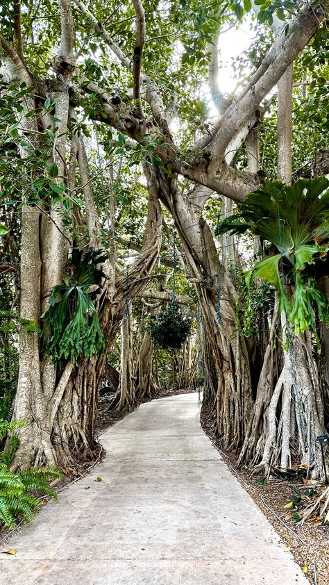 Discover the Enchanting Beauty of Marie Selby Gardens: A Tropical Paradise Awaits! Beautiful Florida, Rare Orchids, Sunken Garden, Explore Canada, Siesta Key, Bank Of America, Koi Pond, Butterfly Garden, Tropical Paradise