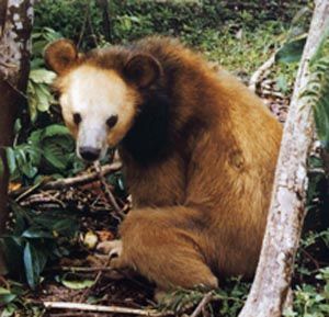 Golden Moon Bear, colour variant of Asiatic Black bear Atlas Bear, Asian Black Bear, Asiatic Black Bear, American Lion, Spectacled Bear, Bear Species, Sun Bear, Chinese Panda, Lake Monsters