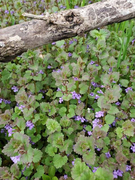 Creeping charlie, also known as ground ivy, is an edible and medicinal plant. It is part of the mint family and has a slight minty- aroma. Creeping Charlie Recipes, Medical Plants, Creeping Charlie Benefits, Creeping Inch Plant Care, Creeping Plants Ground Covering, Ground Ivy Uses, Creeping Charlie, Creeping Inch Plant, When To Plant Creeping Thyme