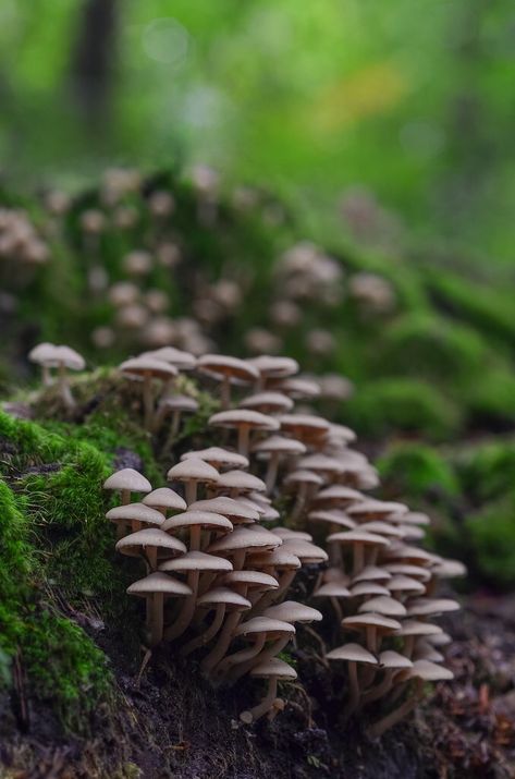 Fungi Photography, Fungi Kingdom, Plant Kingdom, Sick Remedies, Mushroom Fungi, Gcse Art, Macro Photography, Animal Photography, Home Remedies