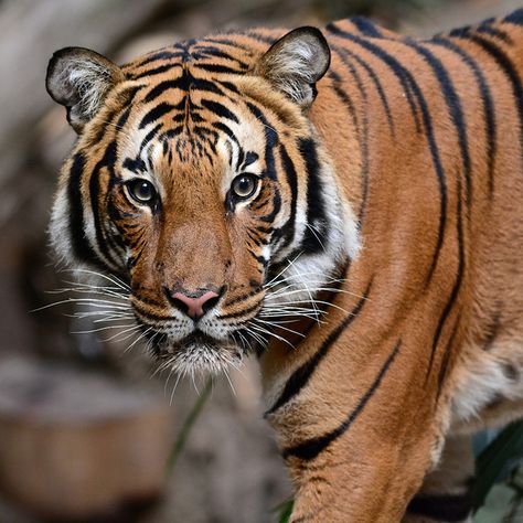 Tiger Standing Up, Bengal Tiger Aesthetic, Tiger Standing, Tiger Zoo, Malayan Tiger, Tiger In Jungle, Tiger Photography, Zoo Art, Sumatran Tiger Photography