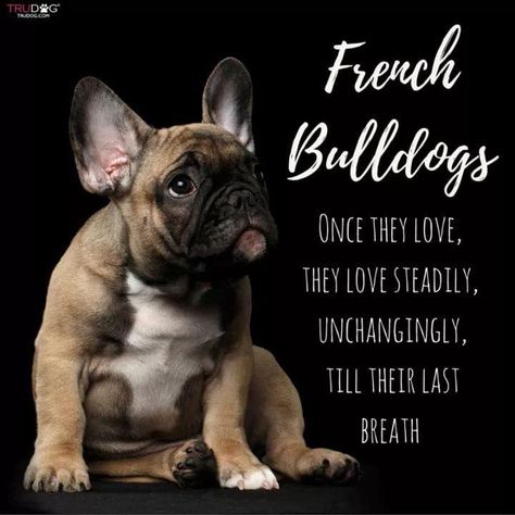 French Bulldog Quotes, Bulldog Quotes, French Bulldog Tattoo, French Bulldog Mix, French Bulldog Breed, French Bulldog Shirt, Bulldog Pics, French Dogs, French Bulldog Funny