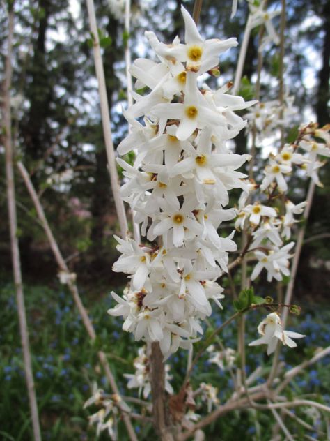 Abeliophyllum Distichum, White Forsythia, Romantic Colors Palette, Small White Flowers, Garden Greenhouse, 3d Flowers, White Gardens, Different Flowers, Flowering Trees