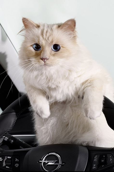 Choupette, Karl Lagerfeld’s pet cat, appears in a calendar for carmaker Opel [Photo by Karl Lagerfeld] Choupette Lagerfeld, Karl Lagerfeld Choupette, Peoples Faces, Birman Cat, Christy Turlington, Pet Fashion, Photography Beautiful, Beautiful Animals, Beautiful Cats