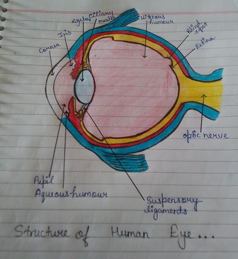 Structure Of Human Eye, Human Eye Diagram, Eye Diagram, Optic Nerve, Human Eye, Projects To Try, Human, Quick Saves