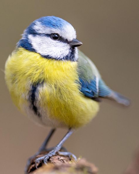 Birds On Branches Photography, Blue Jay Birds, Bird Close Up, Bluetits Birds, Bird Reference Photos, Photos Of Birds, Bird Reference, Regard Animal, Birds Photography Nature