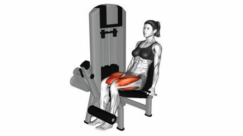 Seated Leg Extension, Calf Raises Exercise, Leg Extension Machine, Calf Press, Abs Roller, Muscle Building Workout Plan, Dumbbell Back Workout, Leg Curl Machine, Seated Leg Curl