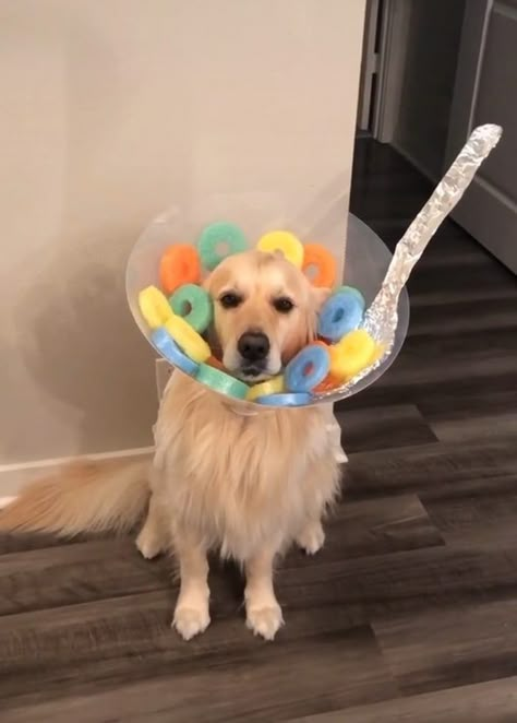 Fruit Loops Costume, Dogs In Costumes, Dogs Costumes, Cute Dog Halloween Costumes, Puppy Halloween Costumes, Costume For Dogs, Halloween Dog Costume, Dressed Up Dogs, Cute Dog Costumes