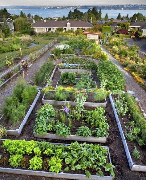 Ficus Ginseng, Sloped Garden, Large Backyard, Vegetable Garden Design, Food Garden, Garden Photos, Garden Layout, Veggie Garden, Farm Gardens