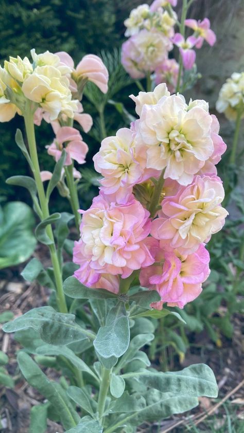 close up of multi-colored Quartet Rainbow Stock flowers