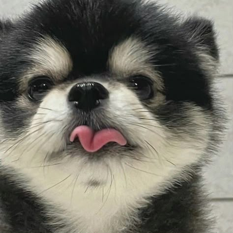 Messy Aesthetic, Cute Kawaii Animals, Pets 3, Pomeranian Dog, Dog Wallpaper, Fluffy Animals, Dog Memes, Baby Dogs, Animal Photo