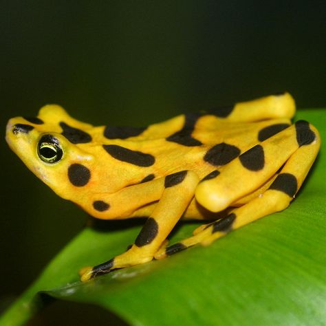 The Panamanian Golden Frog | De Bonte Klompvoetkikker of Gouden Klompvoetkikker Golden Frog, Frog And Toad, Cute Frogs, Toad, Frogs, Reptiles, Yellow, Animals